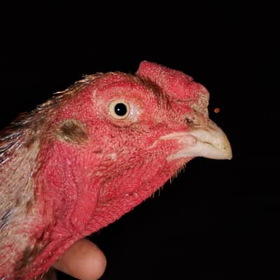 pure Mianwali Aseel pair for sale