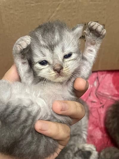 PERSIAN KITTENS