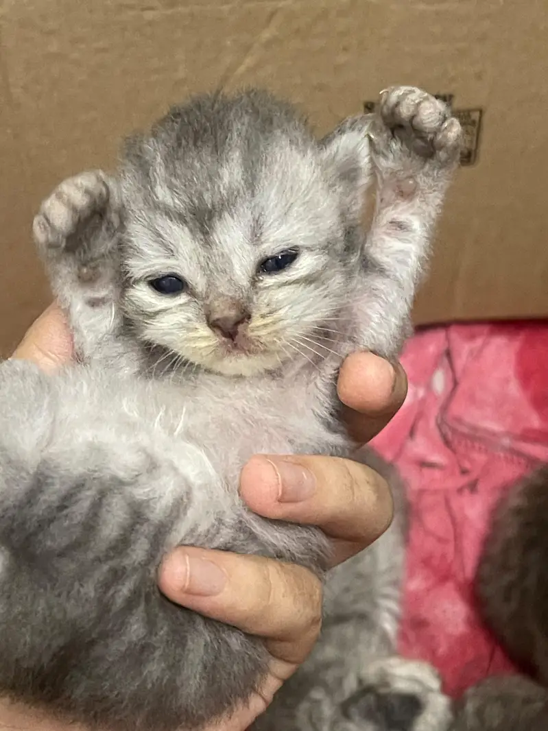 PERSIAN KITTENS — photo 2