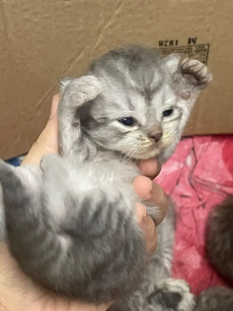 PERSIAN KITTENS — photo 3