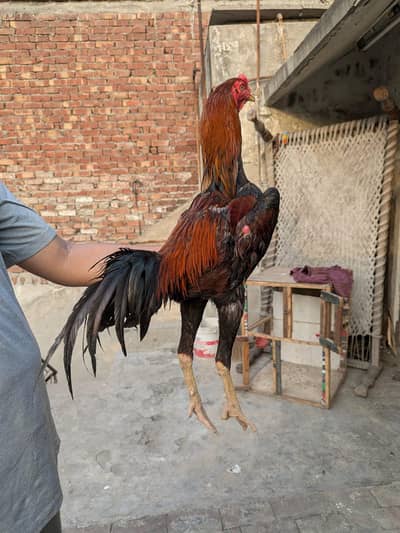 Full imported aseel Turkish hint bird