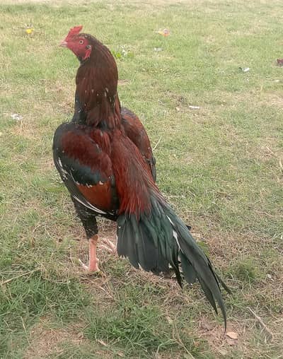home breed mianwali murgha for sale