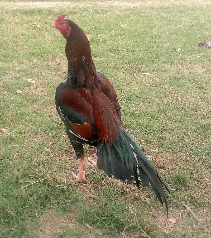 home breed mianwali murgha for sale — photo 2