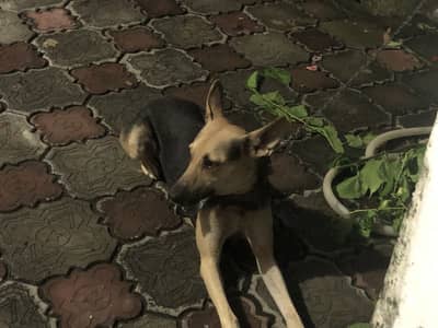 Al session Dog