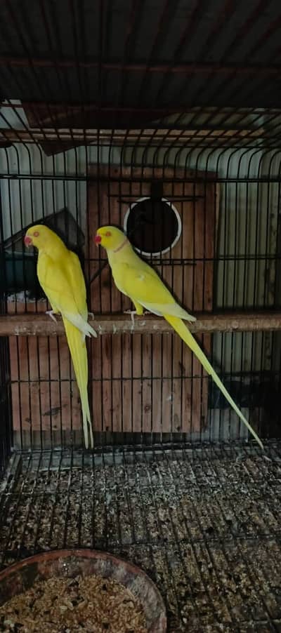 yellow parrot pair