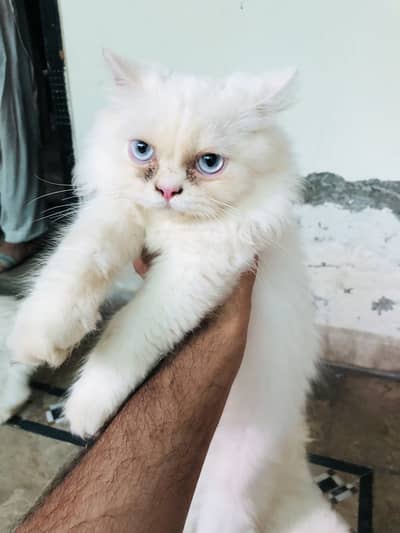 Persian cats for sale buy one get one free