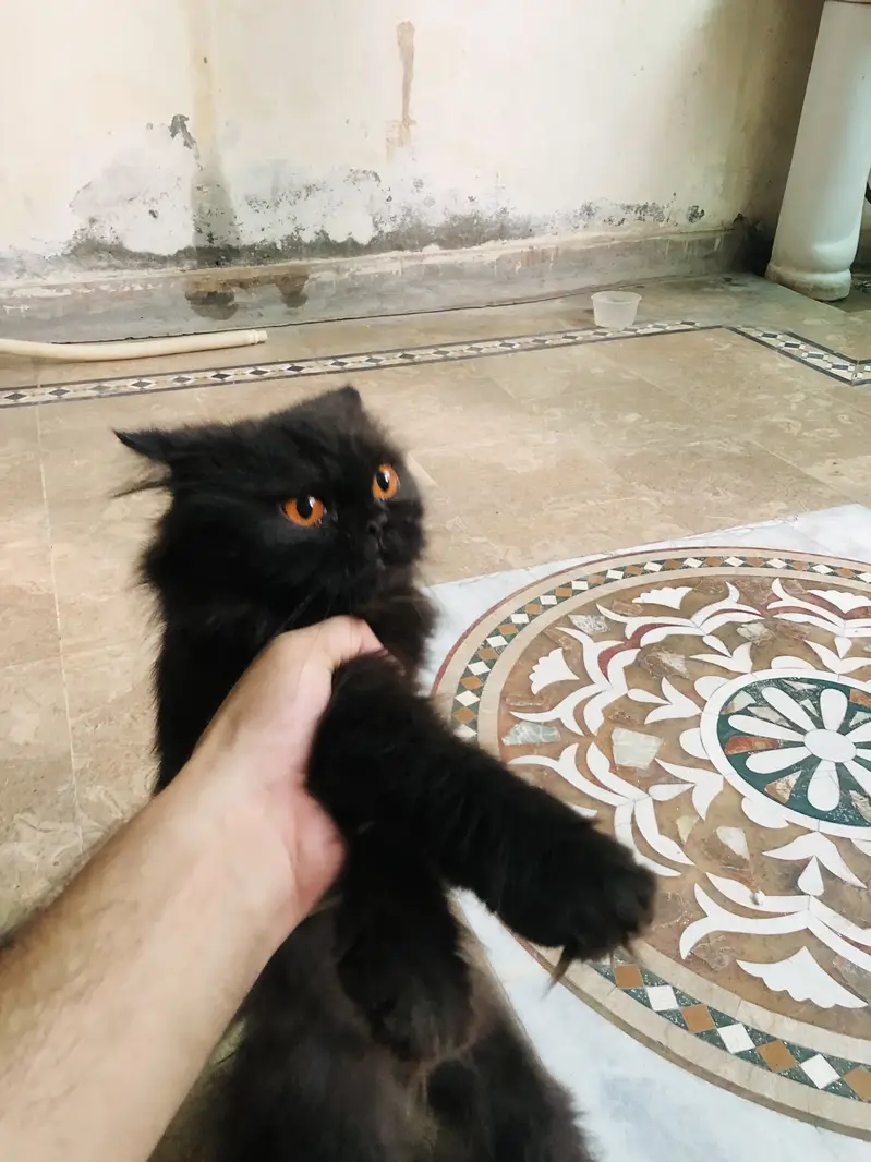 Persian cats for sale buy one get one free — photo 2
