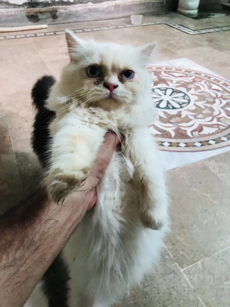 Persian cats for sale buy one get one free — photo 3