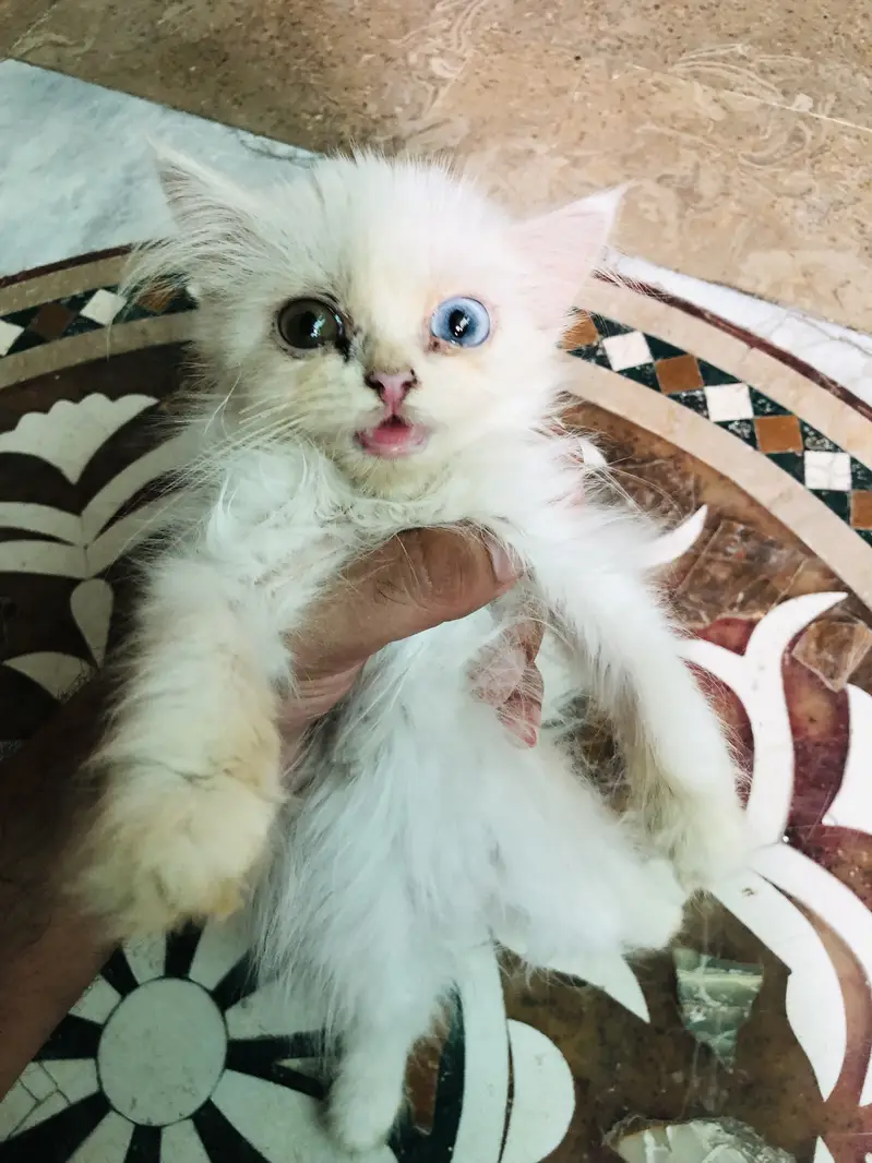 Persian cats for sale buy one get one free — photo 4