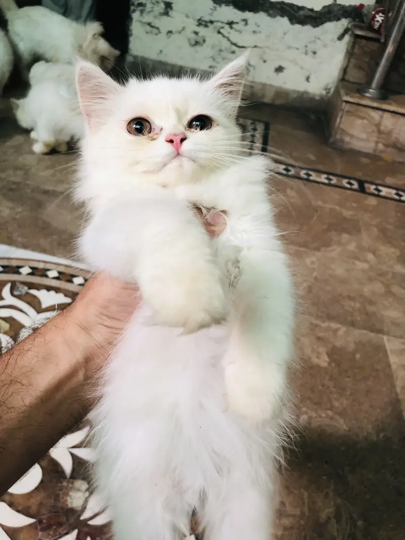 Persian cats for sale buy one get one free — photo 5