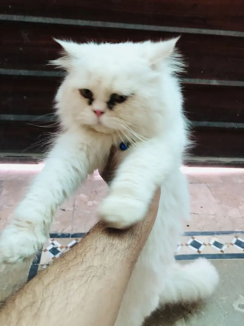 Persian cats for sale buy one get one free — photo 6