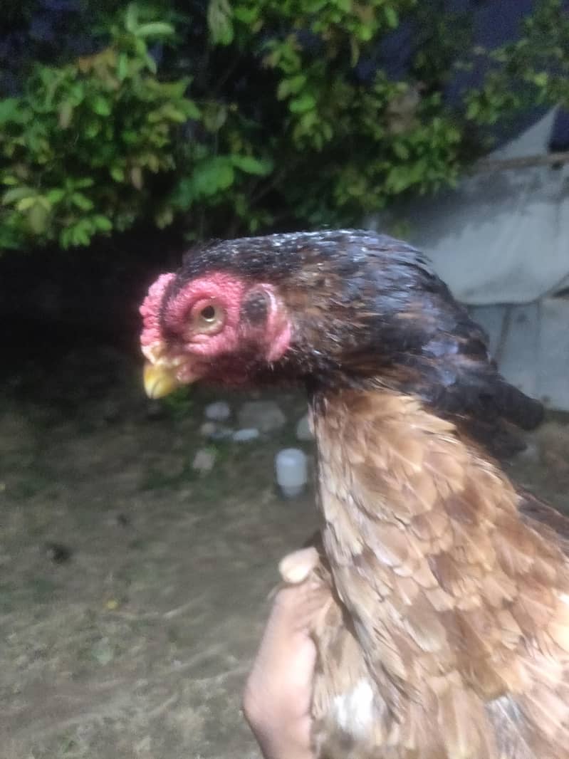 pure amroha madi for sale hai bht achi bloodline ha - Hens - 1118734961