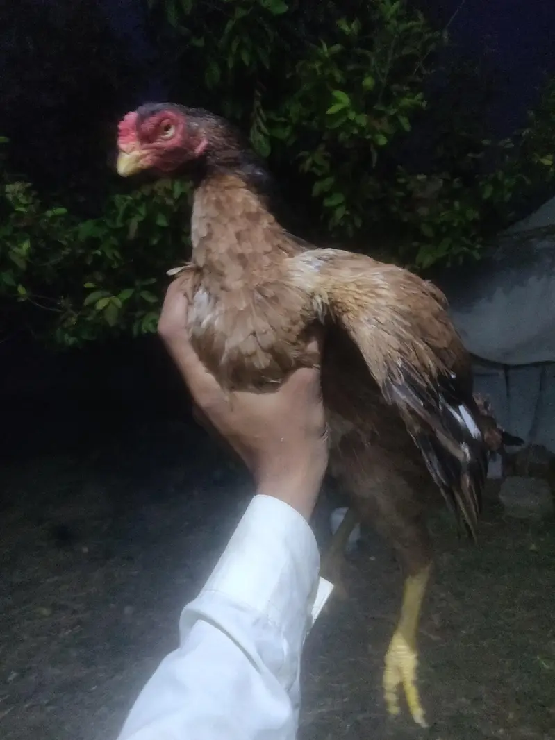 pure amroha  madi for sale ha aur aik pati ha 4 month ki — photo 2