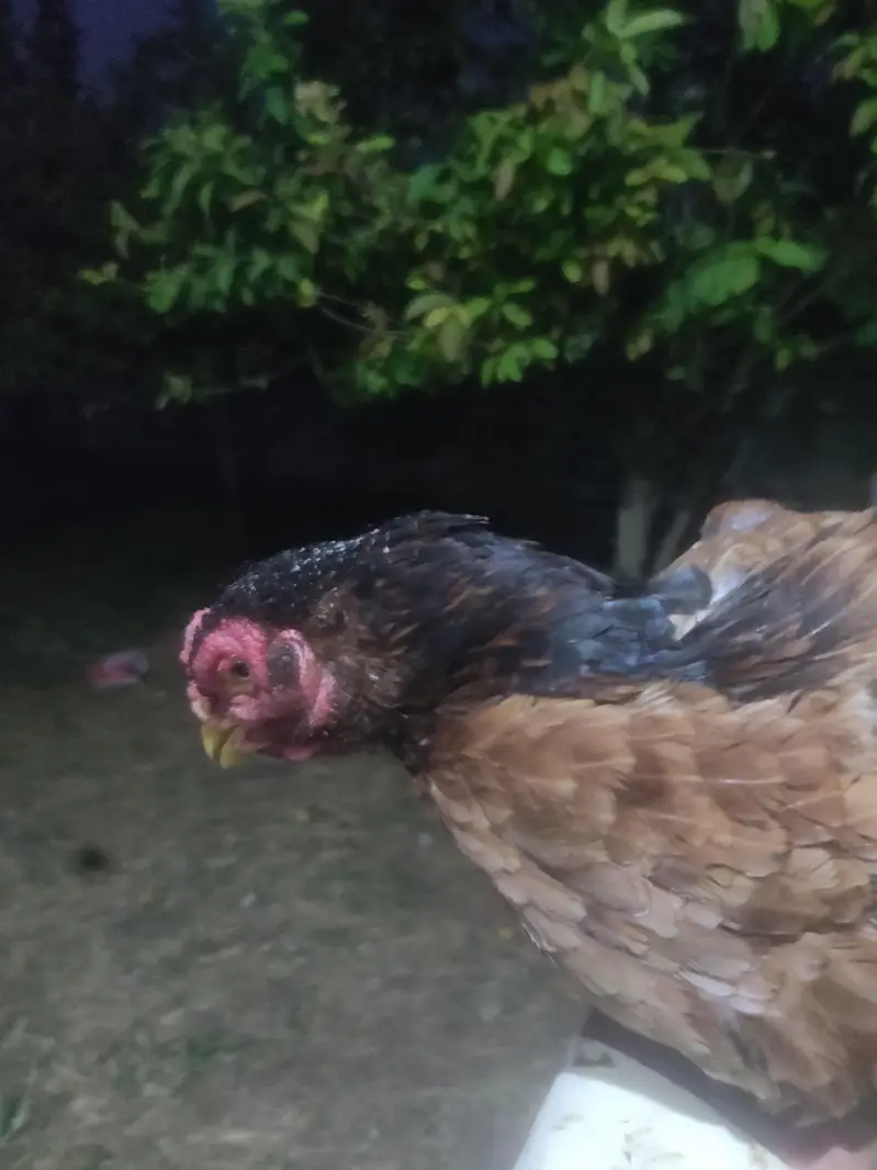 pure amroha  madi for sale ha aur aik pati ha 4 month ki — photo 3