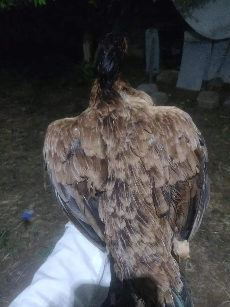 pure amroha  madi for sale ha aur aik pati ha 4 month ki — photo 4