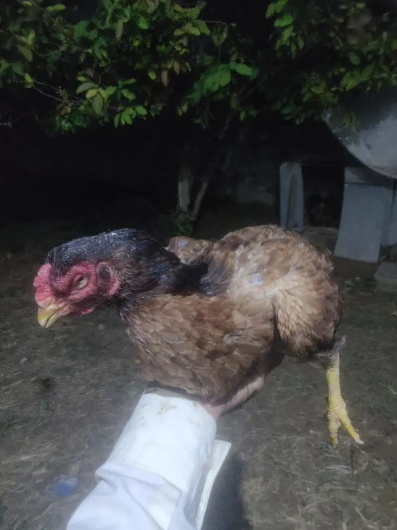 pure amroha  madi for sale ha aur aik pati ha 4 month ki — photo 5
