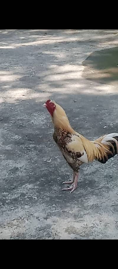 Aseel murga for sale dilivery available