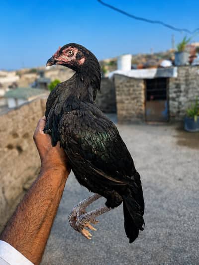 high quality lasani female and javi pathi only interested contact