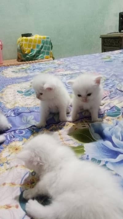 kitten