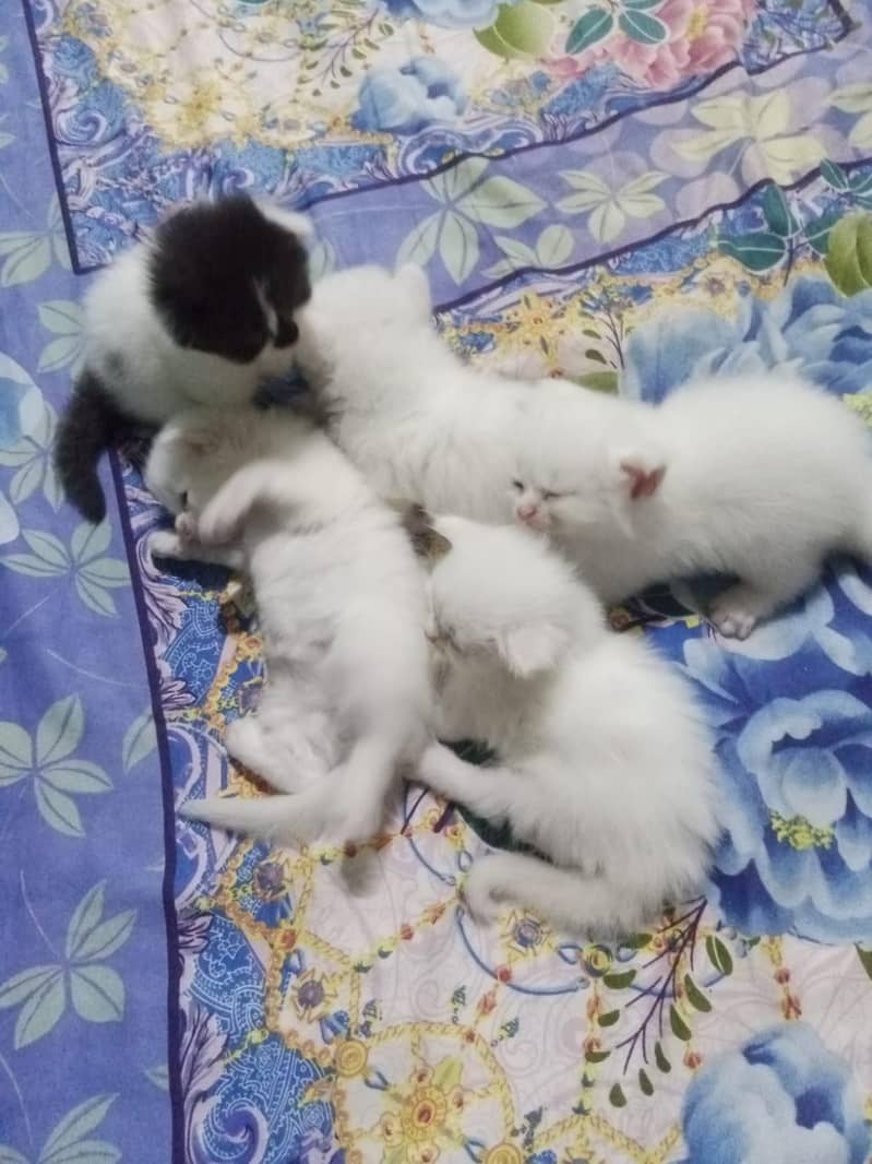 kitten 1