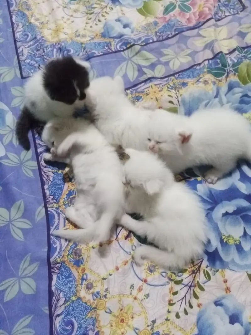 kitten — photo 2