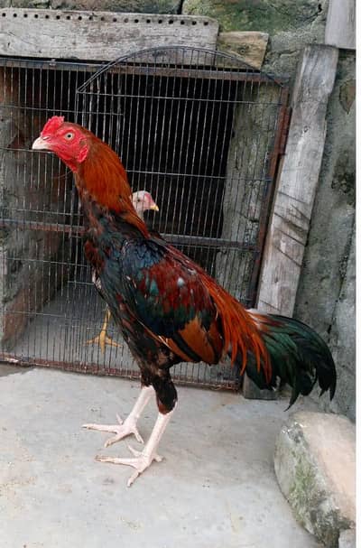 Aseel murgha for sale 0318 5641496