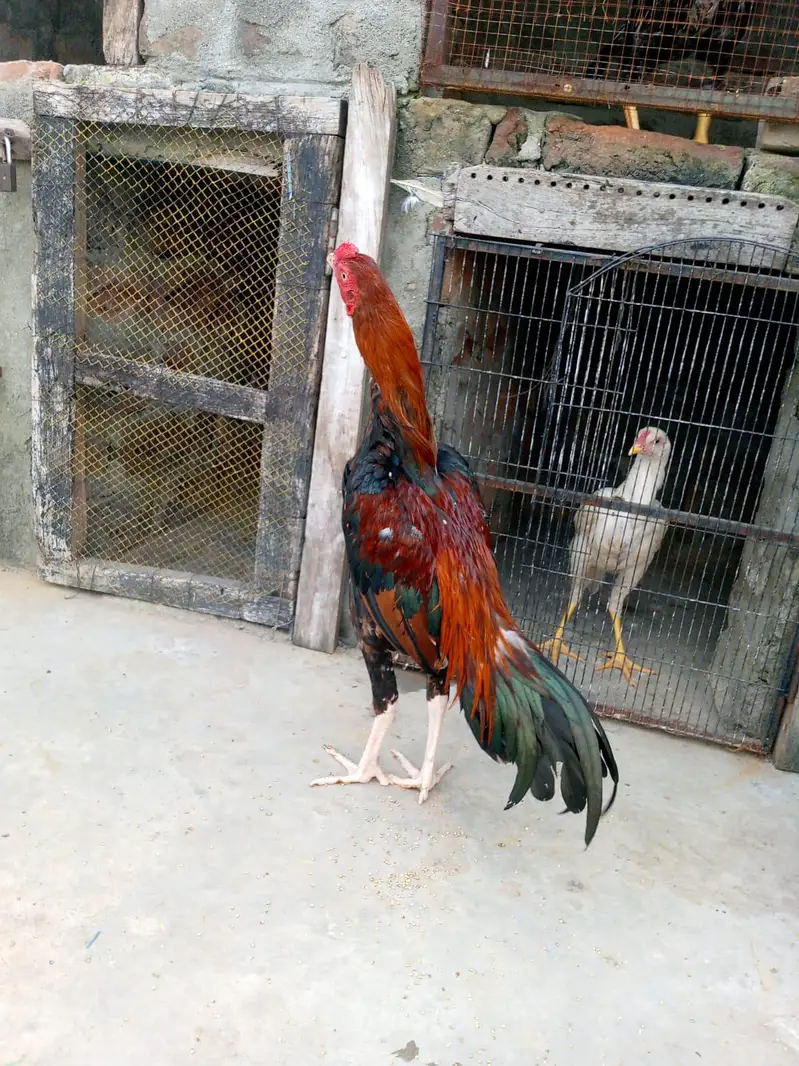 Aseel murgha for sale 0318 5641496 — photo 2
