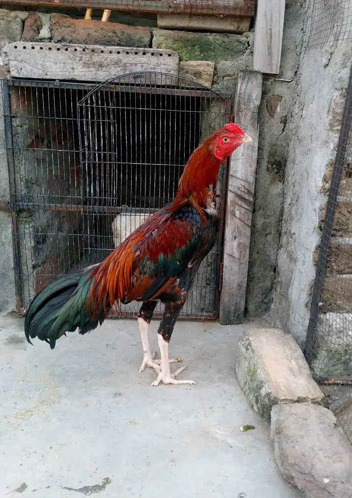 Aseel murgha for sale 0318 5641496 — photo 3