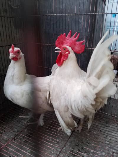 White Japanese Bantam egg laying pair
