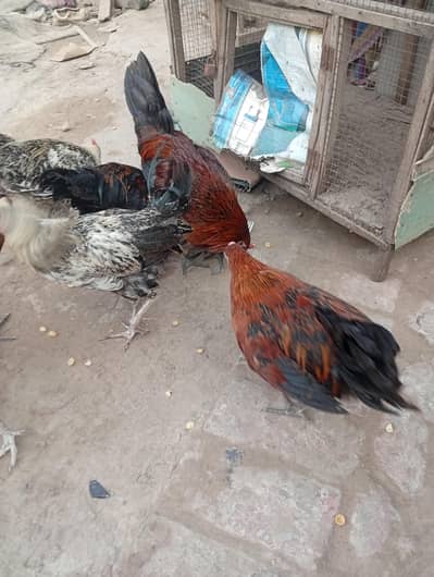 murga or murgi