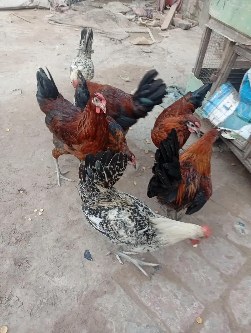 murga or murgi — photo 2