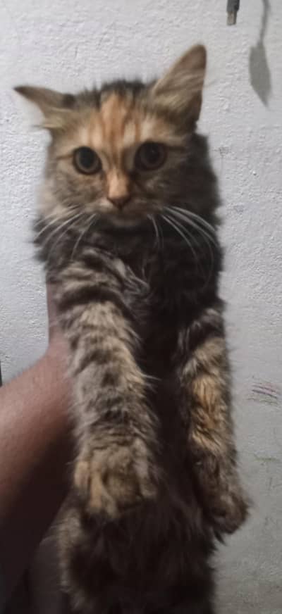 Female cat