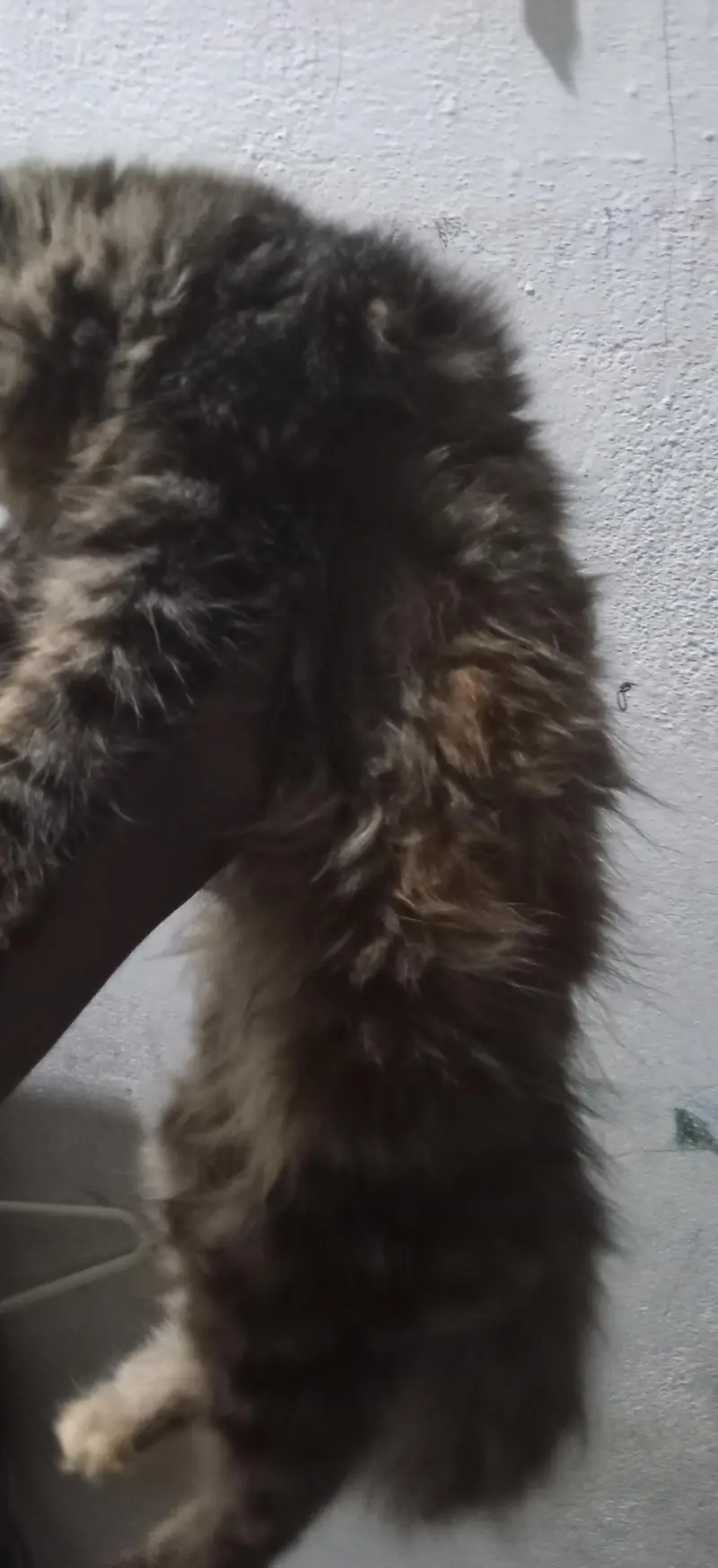 Female cat — photo 2
