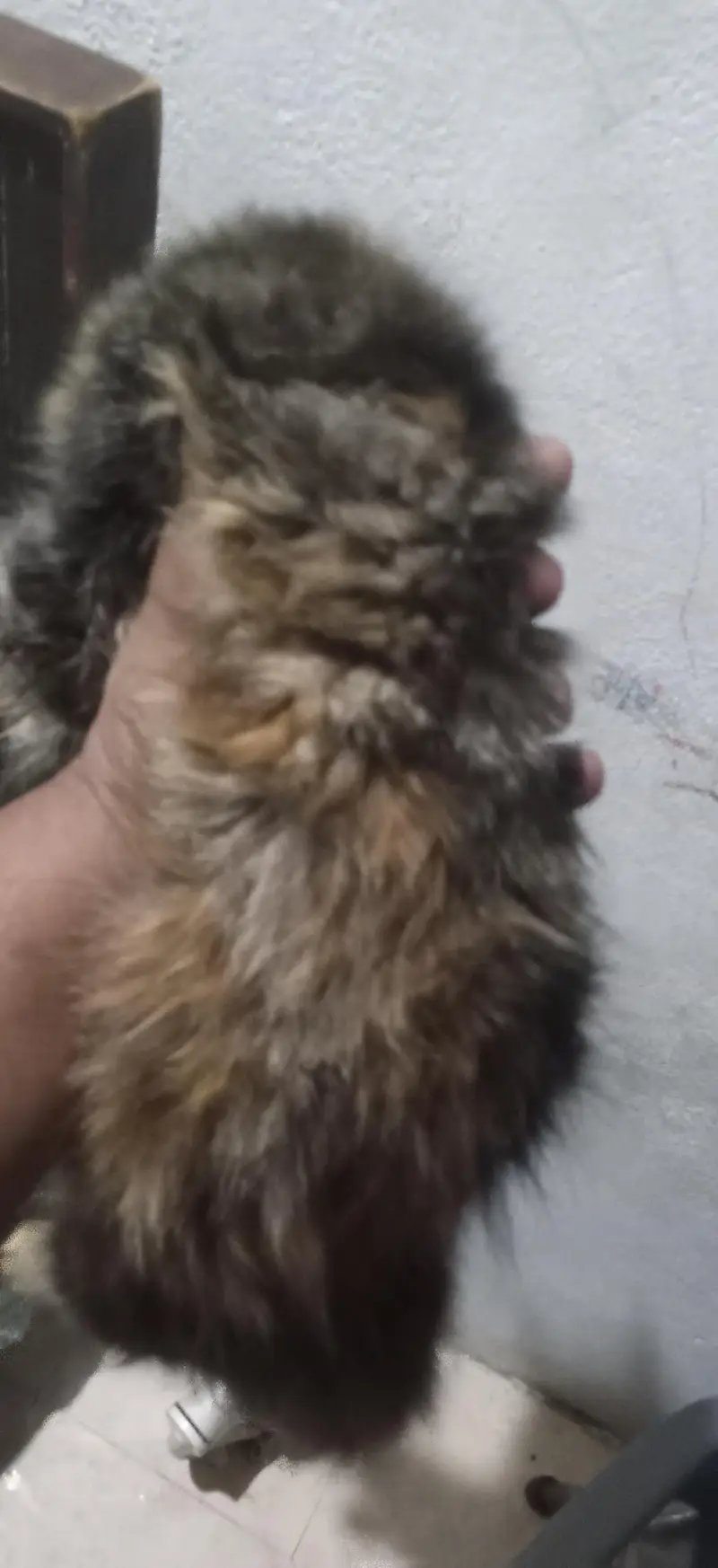 Female cat — photo 3