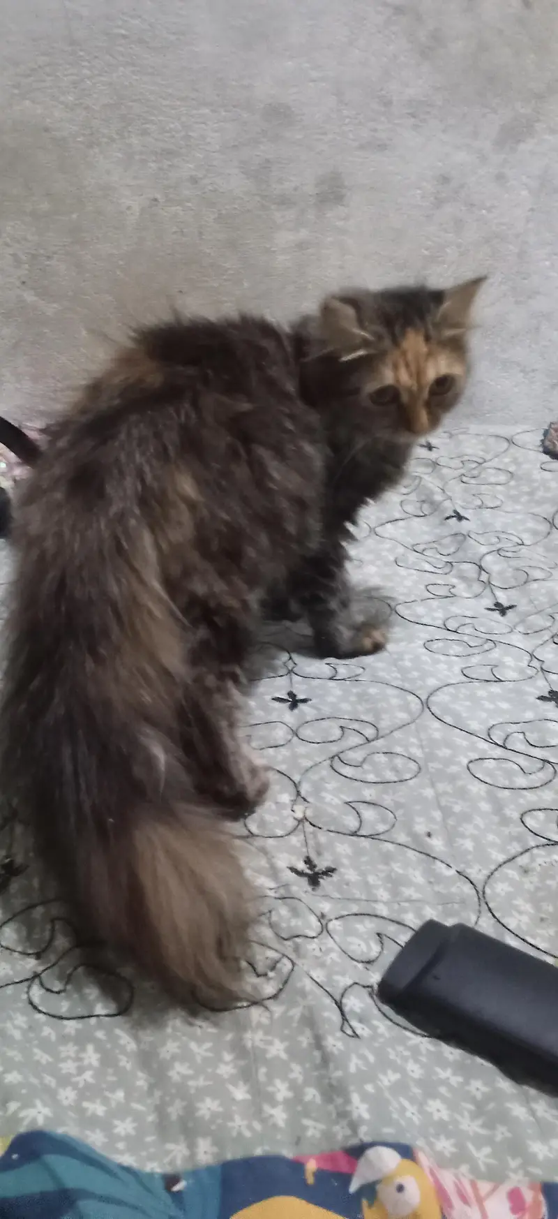 Female cat — photo 4