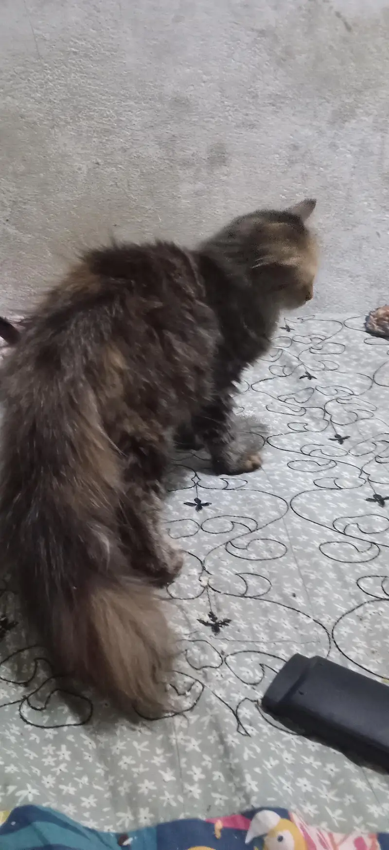 Female cat — photo 5