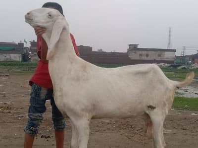 Rajan puri caroos bakri granted