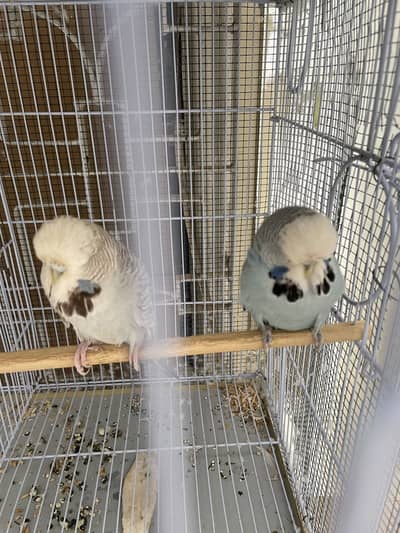 Exhibition budgies or king budgies