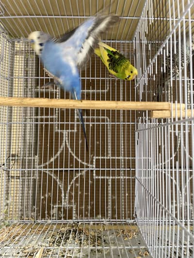 king budgies