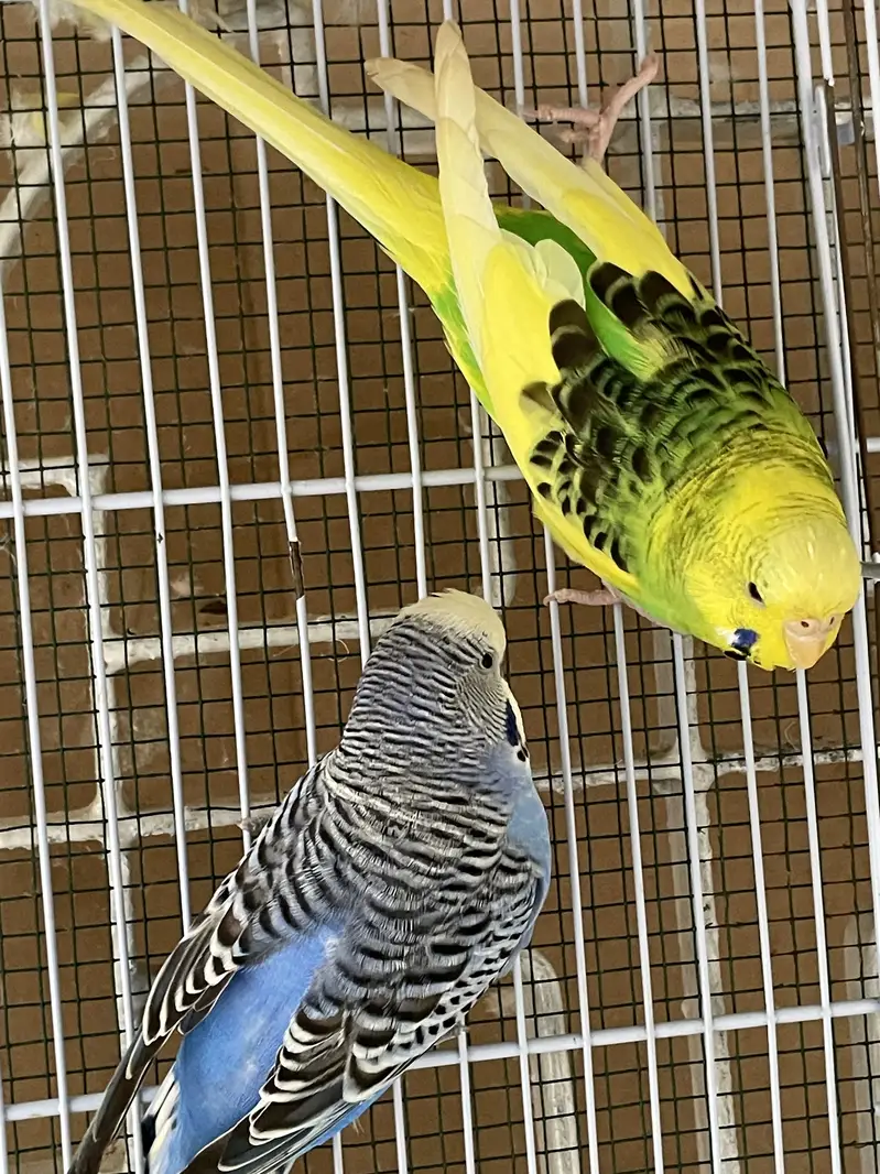 king budgies — photo 2