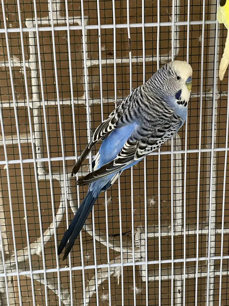 king budgies — photo 3