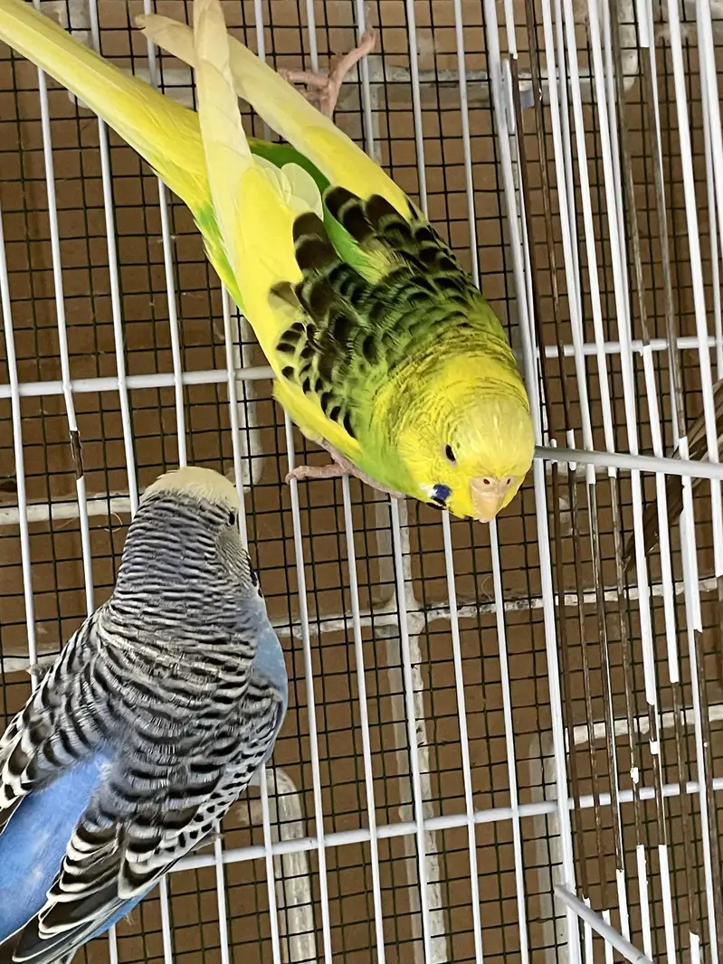 king budgies — photo 4