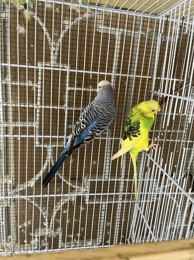 king budgies — photo 5