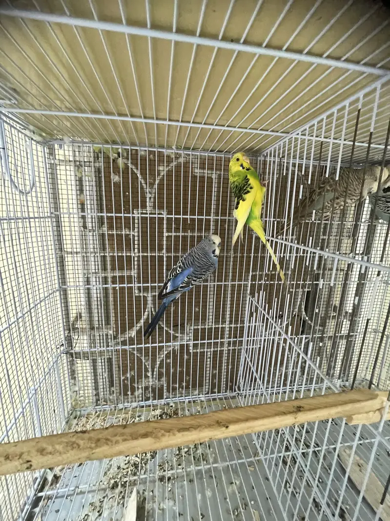 king budgies — photo 6