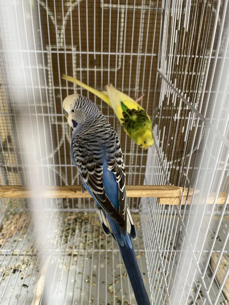 king budgies — photo 7