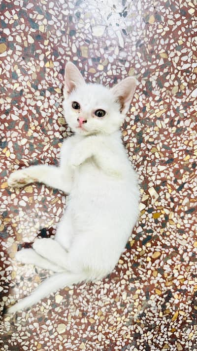 persian kitten white color 4000pair ka