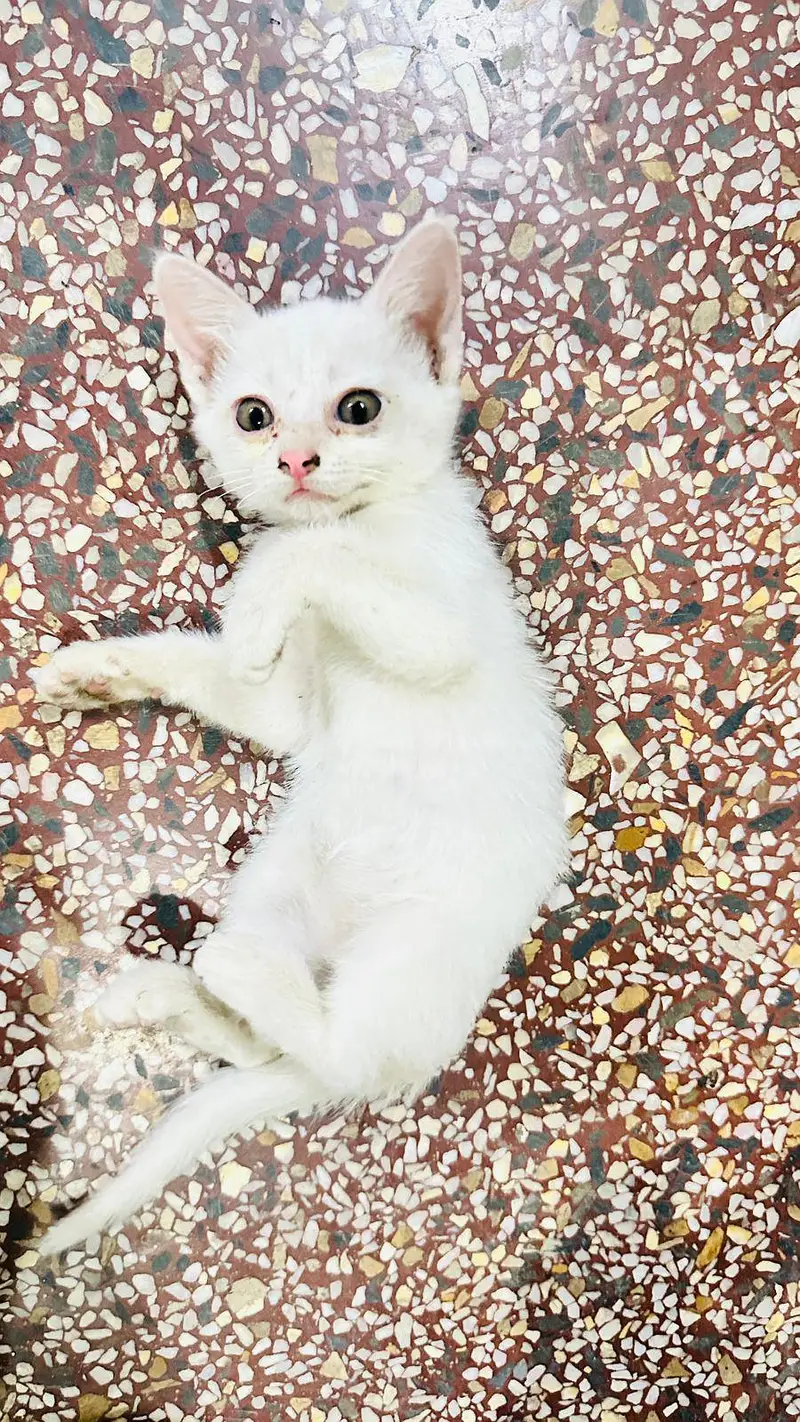 persian kitten white color 4000pair ka — photo 2
