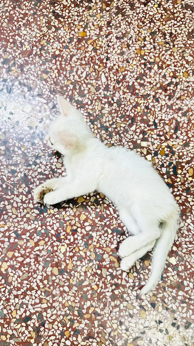 persian kitten white color 4000pair ka — photo 3