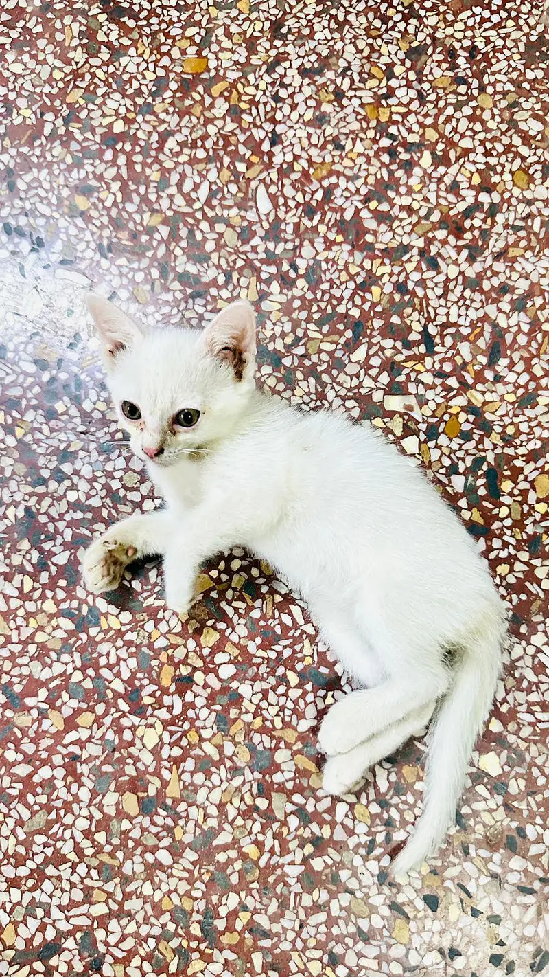 persian kitten white color 4000pair ka — photo 4