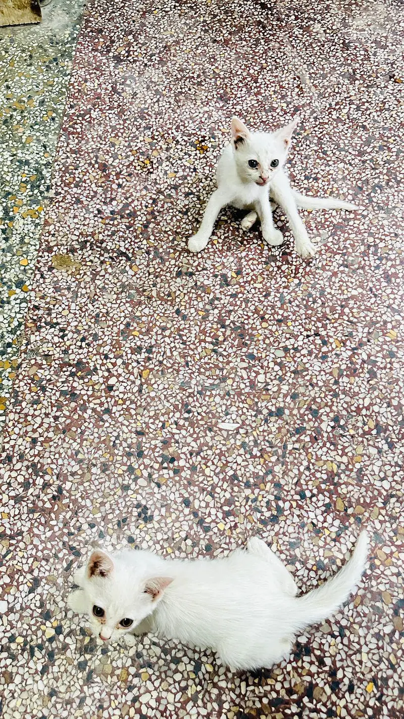 persian kitten white color 4000pair ka — photo 5